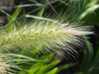 Herbe aux écouvillons hérissée