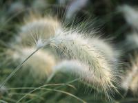 Herbe aux écouvillons hérissée