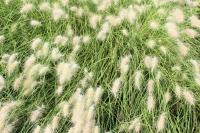 Herbe aux écouvillons hérissée