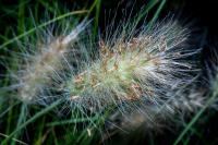 Herbe aux écouvillons hérissée