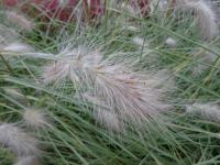 Herbe aux écouvillons hérissée