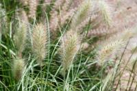 Herbe aux écouvillons hérissée