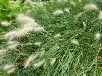 Herbe aux écouvillons hérissée