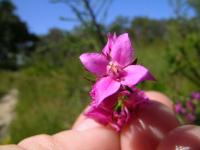 Boronie forestière