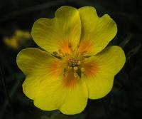 Potentille dor&eacute;e