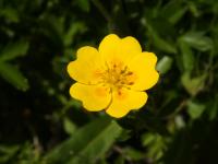 Potentille dor&eacute;e
