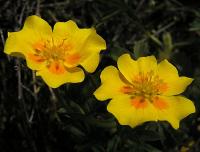 Potentille dor&eacute;e