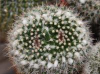 Mammillaria karwinskiana