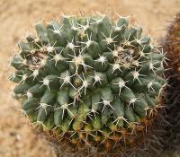 Mammillaria karwinskiana