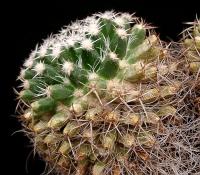 Mammillaria karwinskiana