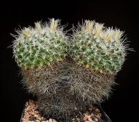 Mammillaria karwinskiana