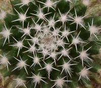 Mammillaria karwinskiana