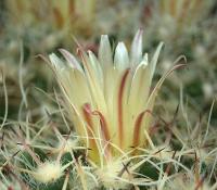 Mammillaria karwinskiana