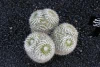 Mammillaria karwinskiana