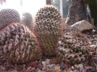 Mammillaria karwinskiana