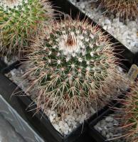 Mammillaria karwinskiana