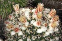 Mammillaria karwinskiana