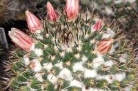 Mammillaria karwinskiana