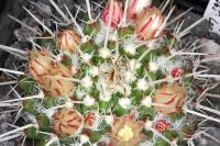 Mammillaria karwinskiana