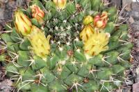 Mammillaria karwinskiana