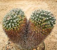 Mammillaria karwinskiana