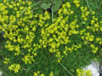 Saxifrage faux orpin