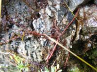 Saxifrage faux orpin