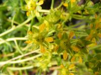 Saxifrage faux orpin