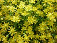 Saxifrage faux orpin