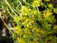 Saxifrage faux orpin