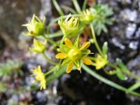 Saxifrage faux orpin