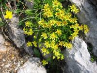Saxifrage faux orpin