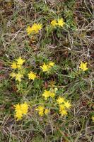 Saxifrage faux orpin