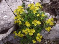 Saxifrage faux orpin