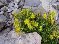 Saxifrage faux orpin