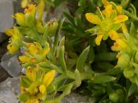 Saxifrage faux orpin