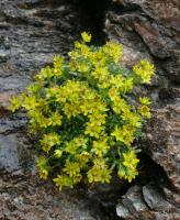 Saxifrage faux orpin