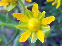 Saxifrage faux orpin