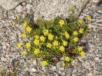 Saxifrage faux orpin