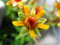 Saxifrage faux orpin