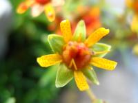 Saxifrage faux orpin