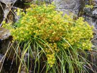 Saxifrage faux orpin