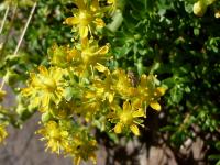 Saxifrage faux orpin