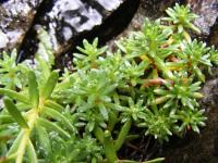 Saxifrage faux orpin