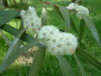 Eucalyptus de Gregson