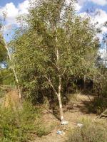 Eucalyptus de Gregson
