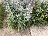Tradescantie d'Anderson