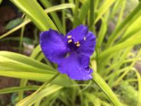 Tradescantie d'Anderson