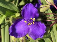 Tradescantie d'Anderson