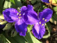 Tradescantie d'Anderson